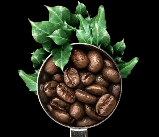 Granos de café tostados con hojas verdes de cafeto